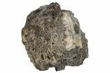 Fusion Crusted Howardite Meteorite ( g) - NWA #266244-4